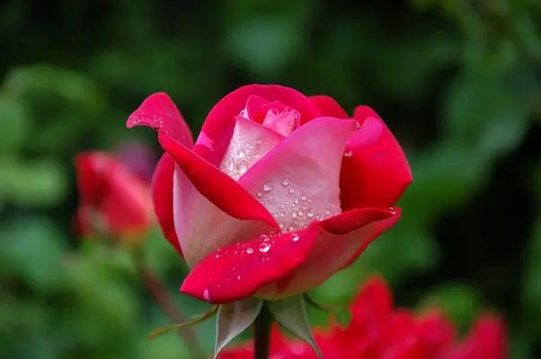 cosmétiques à base de roses du jardin