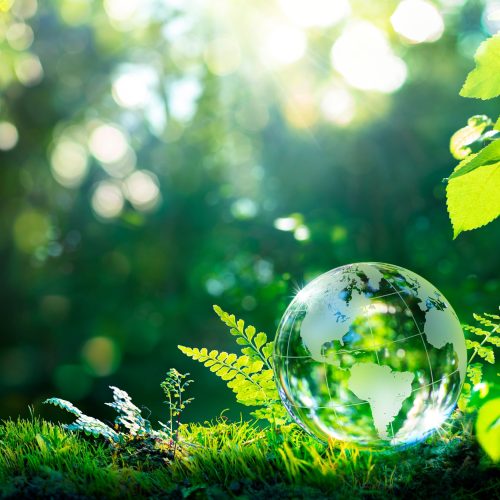 Environment. Glass Globe On Grass Moss In Forest - Green Planet